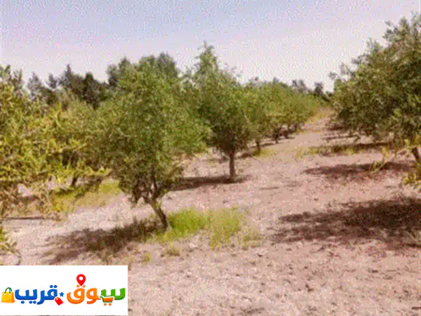 يتوفر لدي أشجار زيتون ونخيل وشنطني وعربي