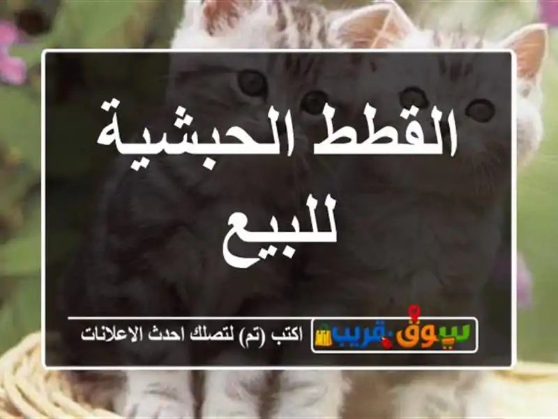 القطط الحبشية للبيع
