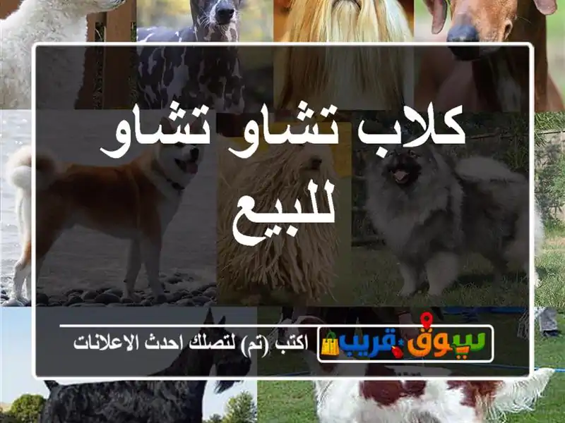 كلاب تشاو تشاو للبيع