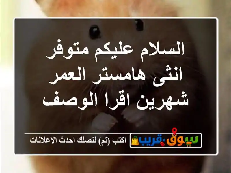السلام عليكم متوفر انثى هامستر العمر شهرين اقرا الوصف