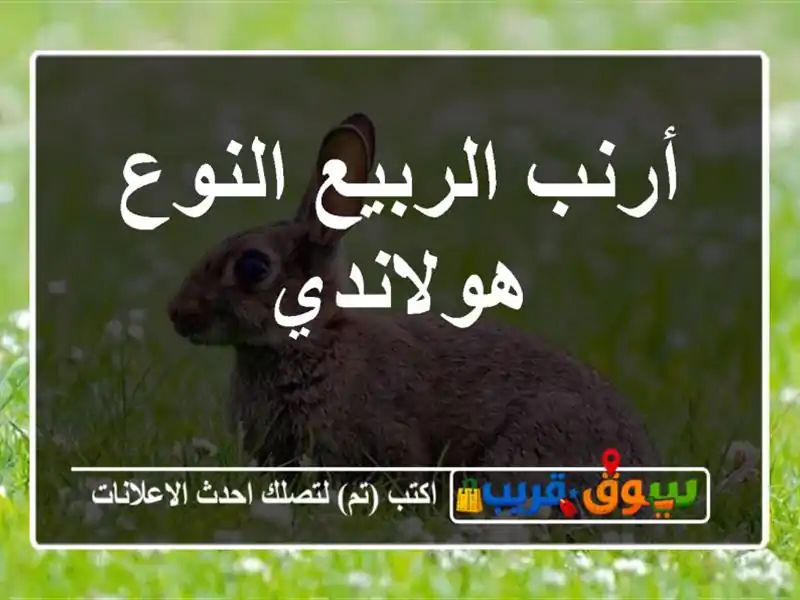 أرنب الربيع النوع هولاندي