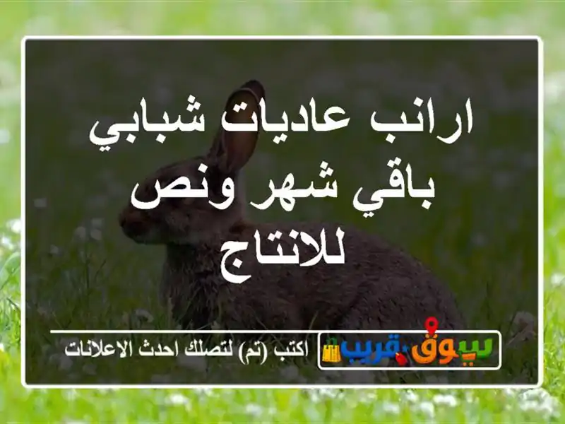 ارانب عاديات شبابي باقي شهر ونص للانتاج