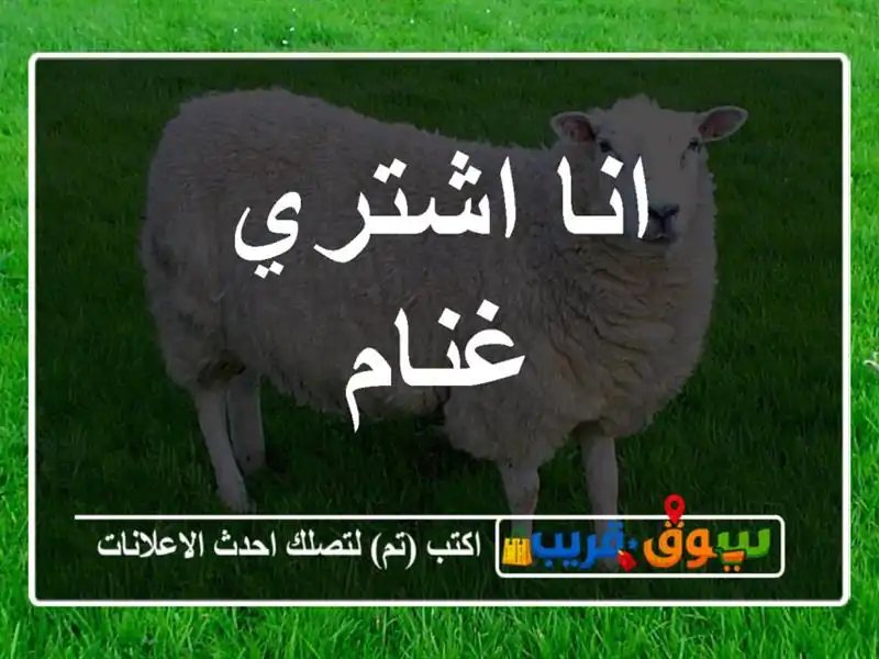 انا اشتري غنام
