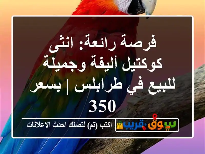 فرصة رائعة: انثى كوكتيل أليفة وجميلة للبيع في طرابلس...