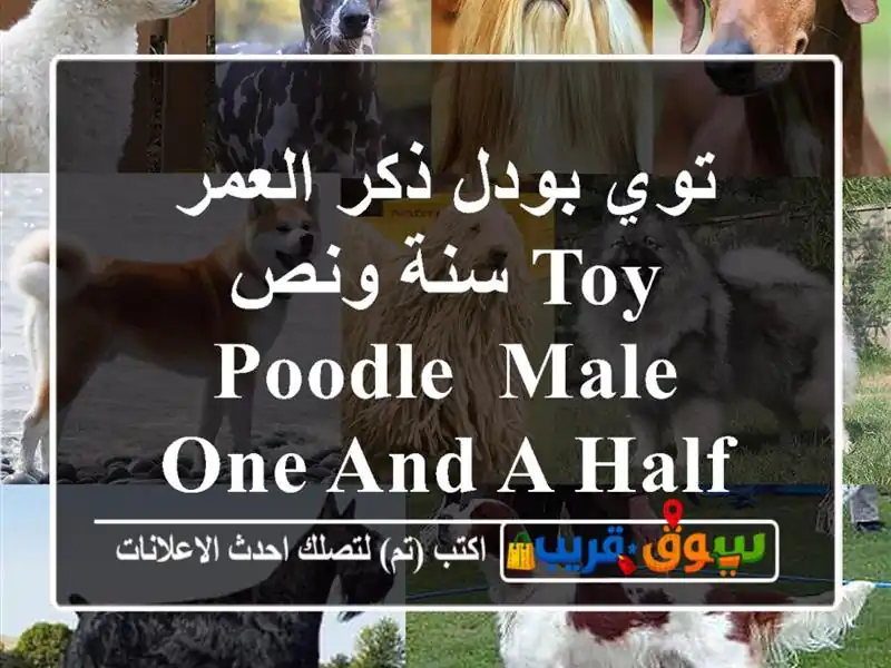 توي بودل ذكر العمر سنة ونص Toy Poodle, male, one and a half years old