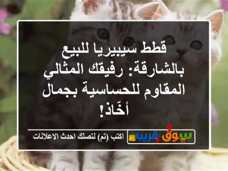 قطط سيبيريا للبيع بالشارقة: رفيقك المثالي...