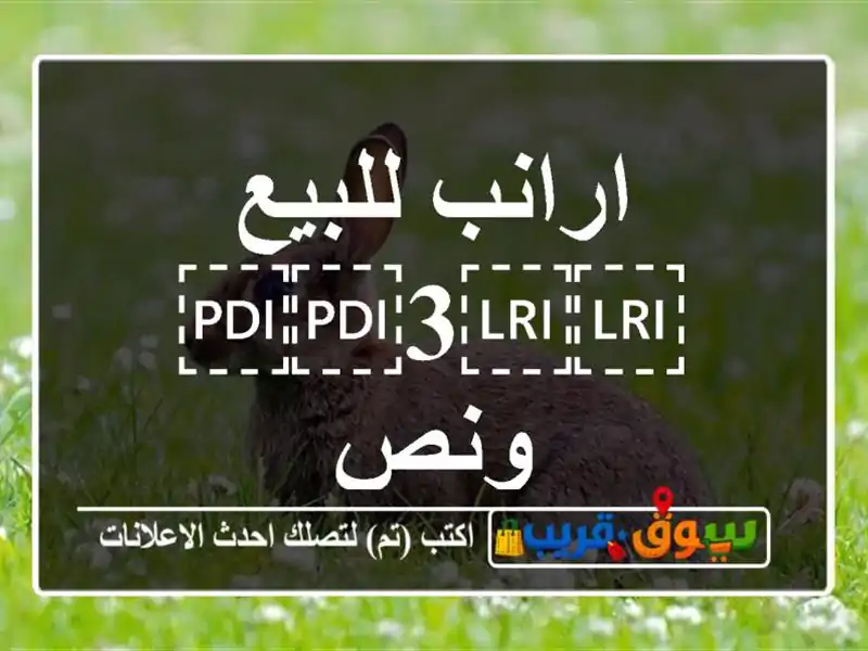 ارانب للبيع ⁦⁦3⁩⁩ ونص