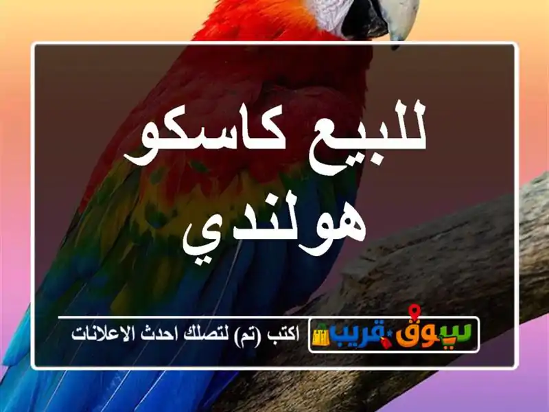 للبيع كاسكو هولندي