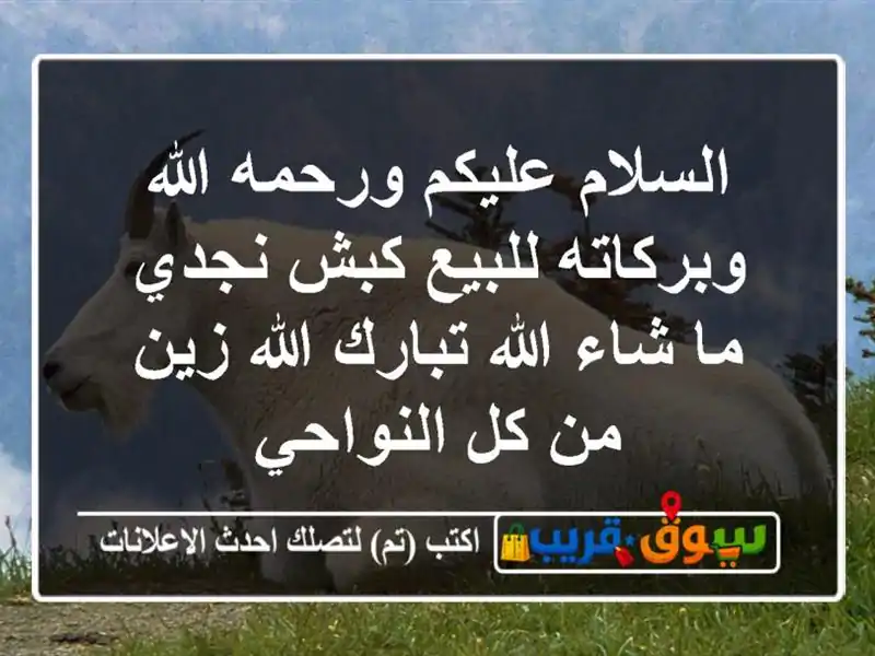 السلام عليكم ورحمه الله وبركاته للبيع كبش نجدي ما...