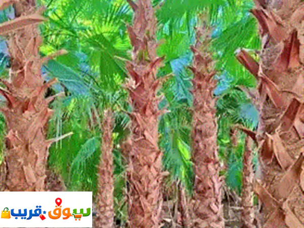 نخل واشنطني ابومروح درجة أولى للبيع جميع...