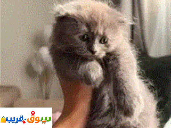 قطط عمر شهرين للتبني برسوم بريتش لون رمادي أنثي...