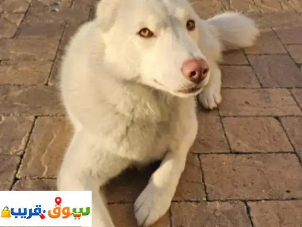 قيصر  ذكر هجين هاسكي × جيرمن شيبرد يبحث عن منزل...