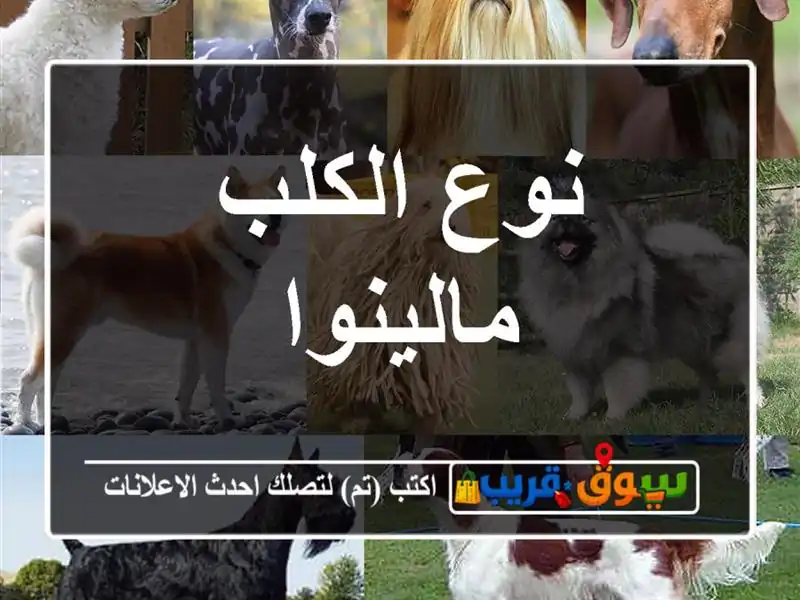 نوع الكلب مالينوا