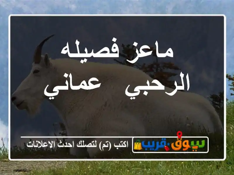 ماعز فصيله الرحبي / عماني