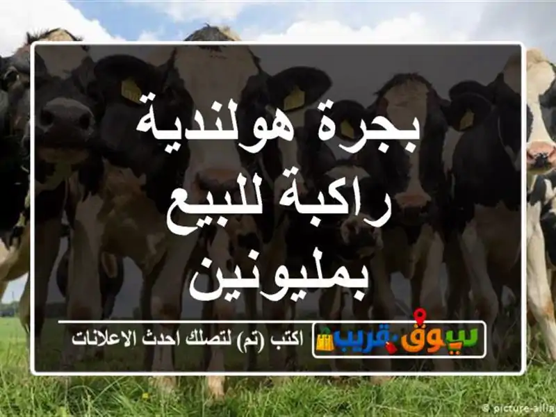 بجرة هولندية راكبة للبيع بمليونين