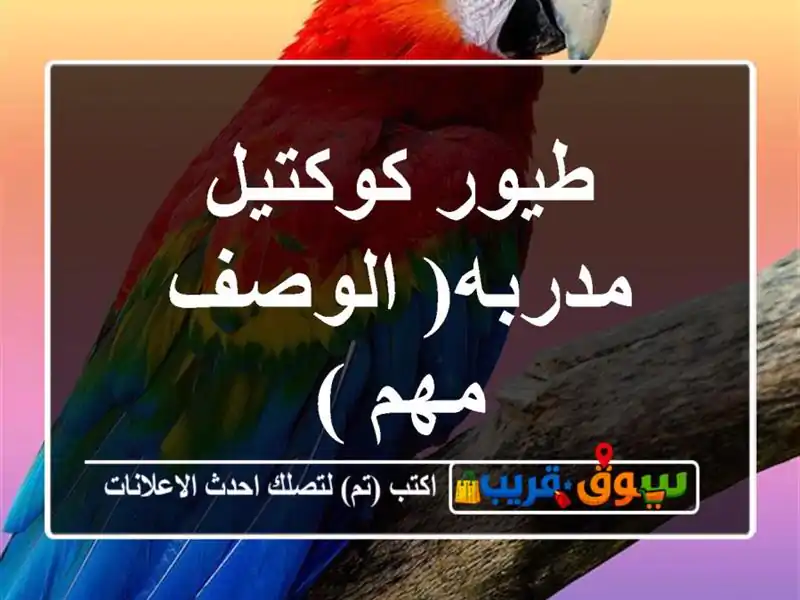 طيور كوكتيل مدربه( الوصف مهم )