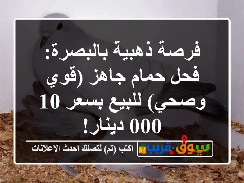 فرصة ذهبية بالبصرة: فحل حمام جاهز (قوي وصحي) للبيع...
