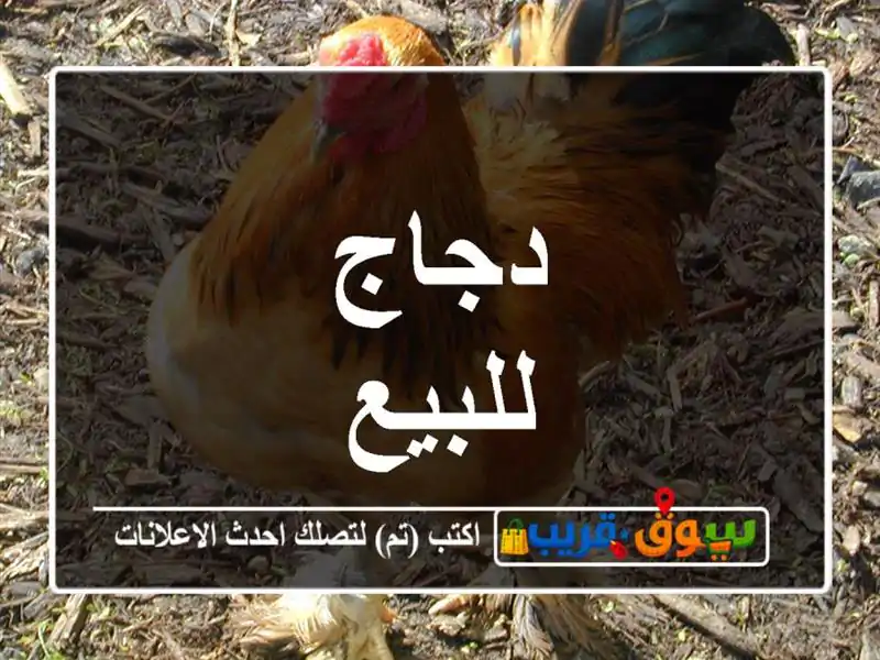 دجاج للبيع