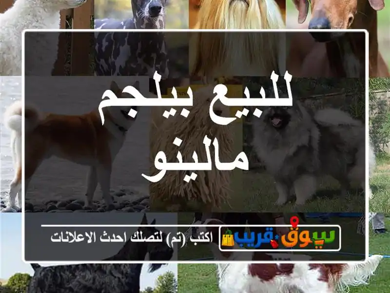 للبيع بيلجم مالينو
