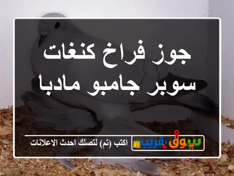 جوز فراخ كنغات سوبر جامبو مادبا