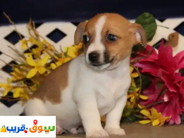 Whatsapp Me +966(588993320)u002 Fu002 FJack Russell Terrier