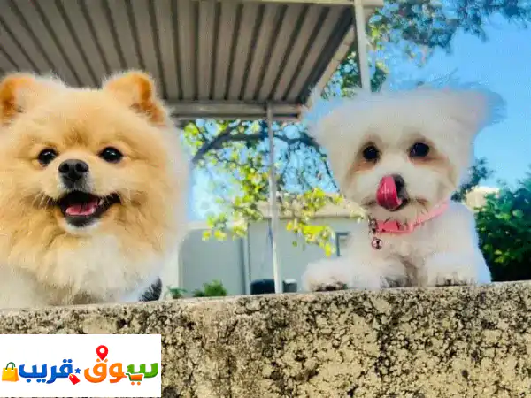 جراوي بوميرانيان و وست هايلاند للبيع | رفيقك...
