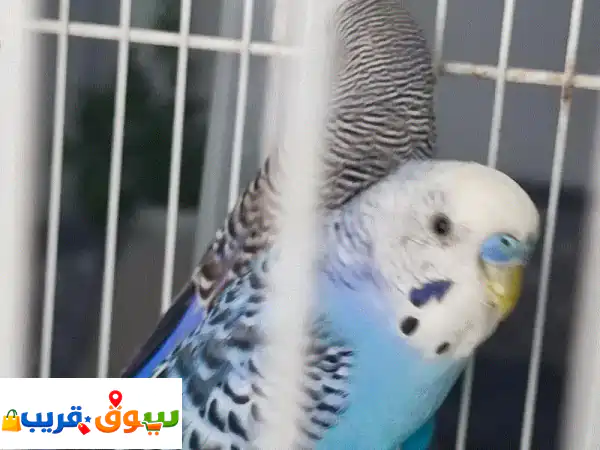 ,طيور الحب البادجي