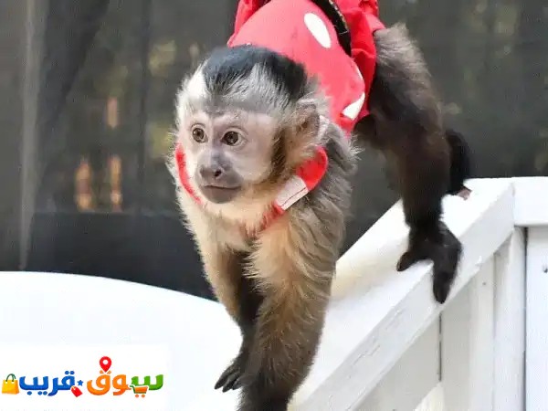 Capuchin Monkeysu002 Fu002 FWhatsapp Me +966(583921348)