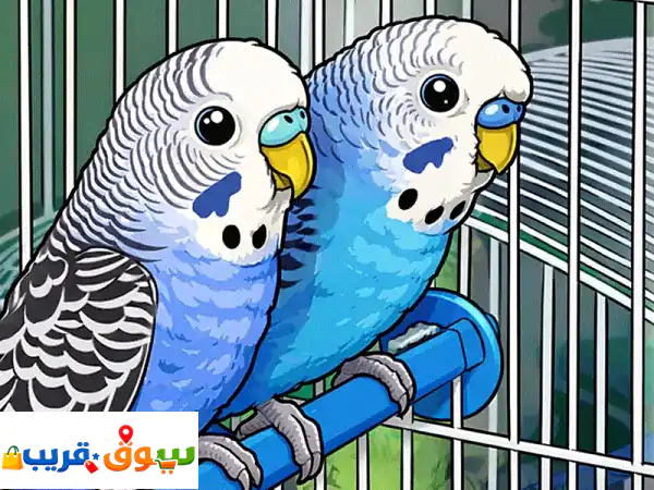 ,طيور الحب البادجي