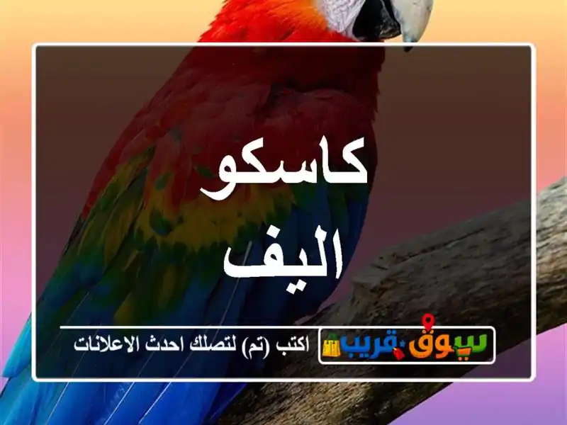 كاسكو اليف
