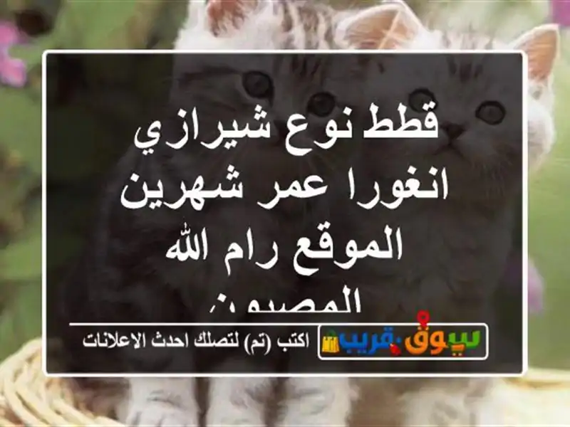قطط نوع شيرازي انغورا عمر شهرين الموقع رام الله المصيون