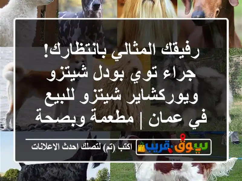 رفيقك المثالي بانتظارك! جراء توي بودل شيتزو...