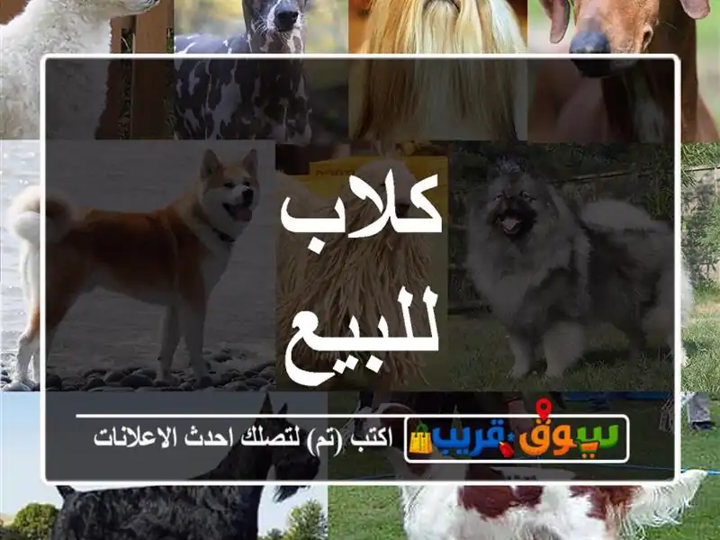 كلاب للبيع