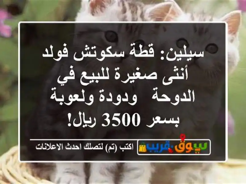 سيلين: قطة سكوتش فولد أنثى صغيرة للبيع في الدوحة...