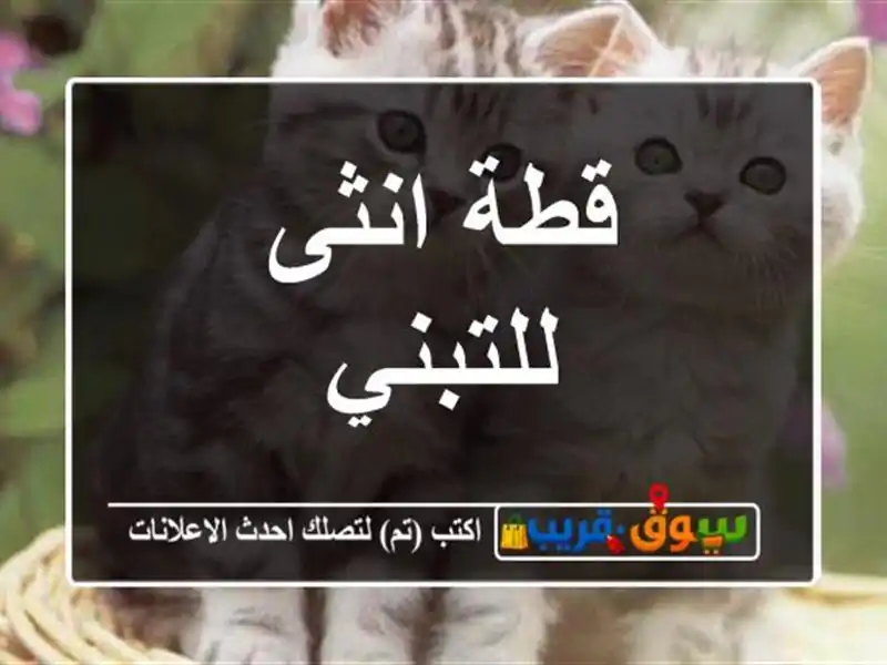 قطة انثى للتبني