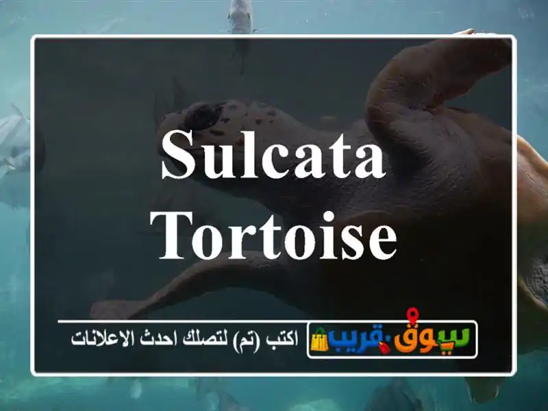 Sulcata tortoise