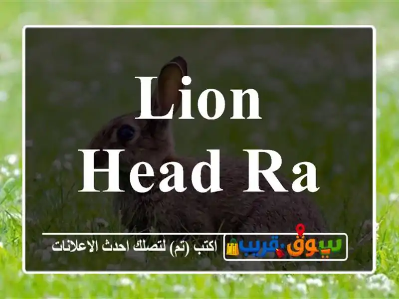 Lion head rabbit