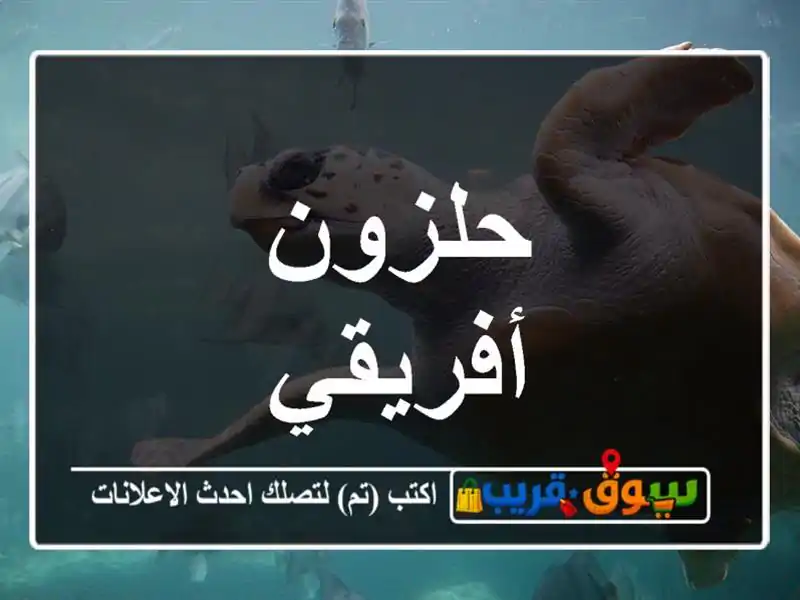 حلزون أفريقي