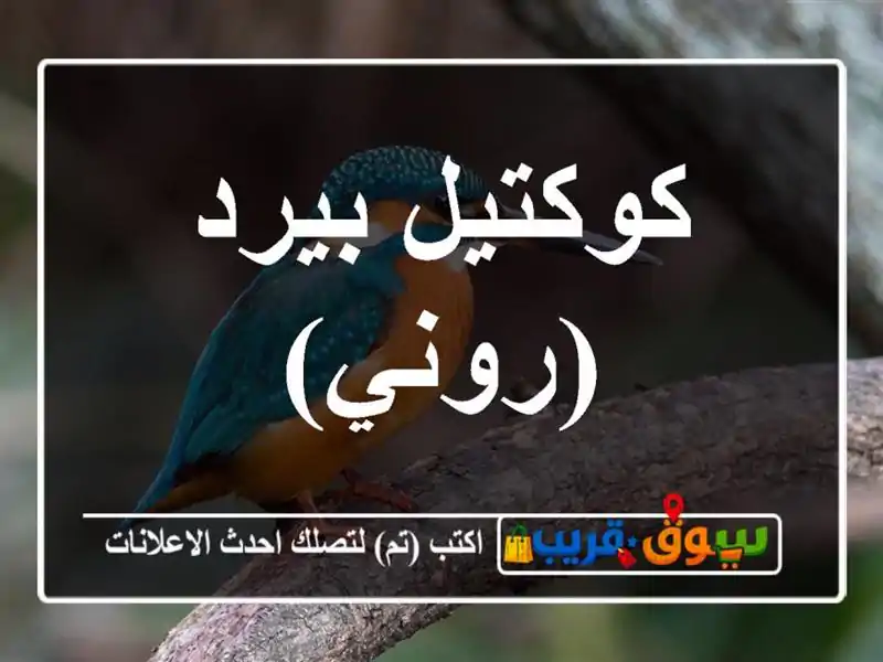 كوكتيل بيرد (روني)