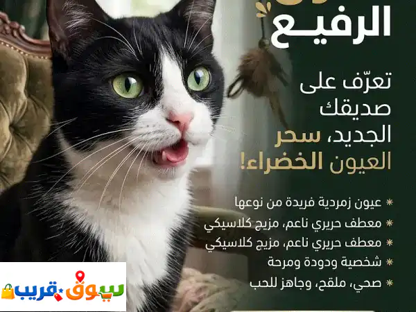 قط مميز جداً بأجمل عيون زمردية وصاحب شخصية هادئة ومحبة