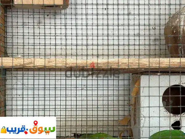 Rose bird pair RO 22 rial
