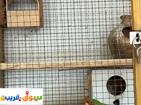 Rose bird pair RO 22 rial