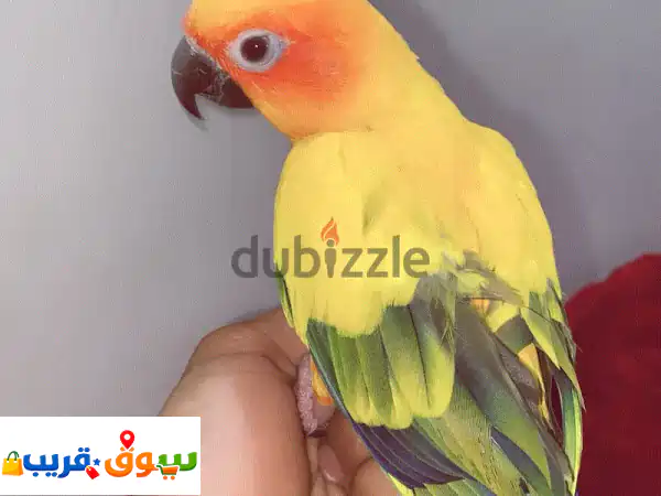 Sun kenor parrot