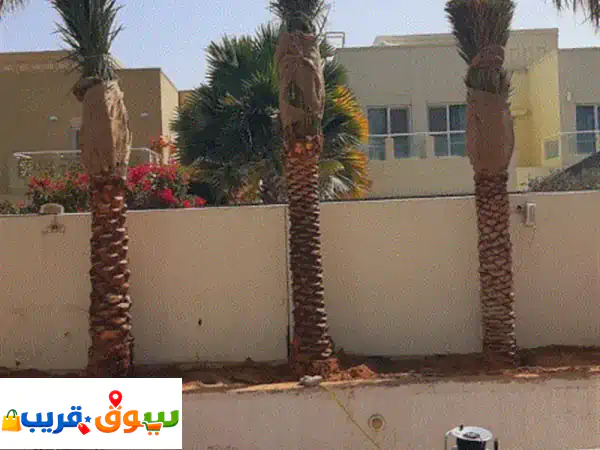 date palm trees and washingtonia supplier