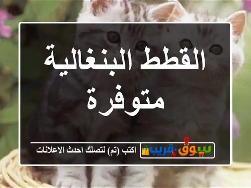 القطط البنغالية متوفرة