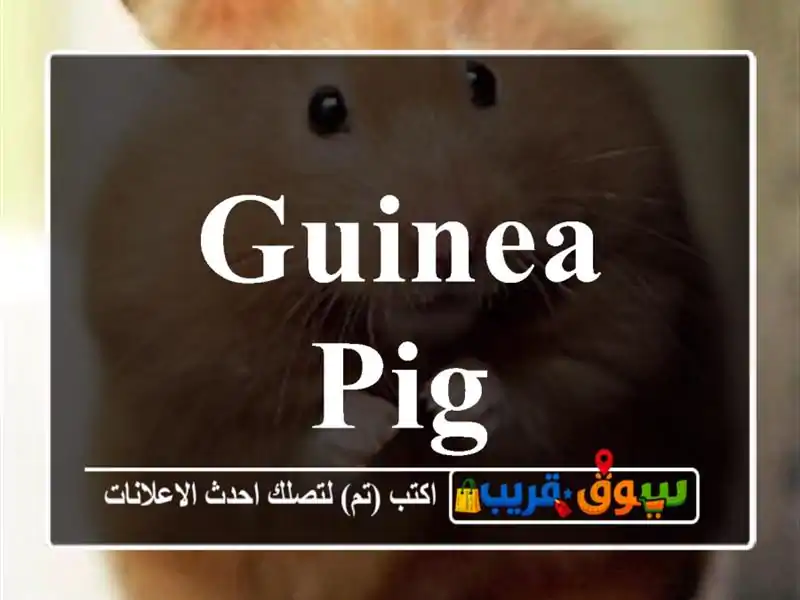 guinea pig