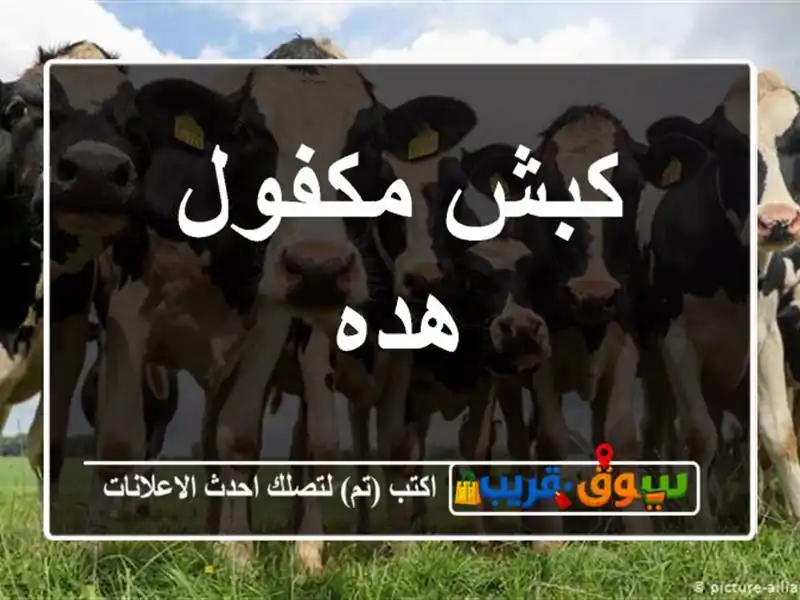 كبش مكفول هده