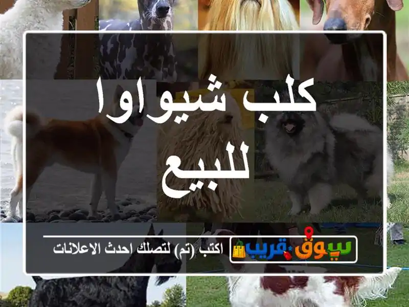 كلب شيواوا للبيع