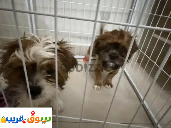 Two puppies for sale