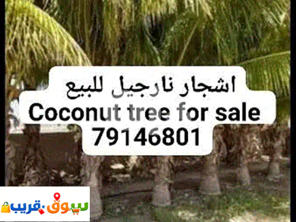 coconut tree for sale